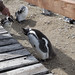 Pinguini di Magellano nel Parque Nacional Monte Leon