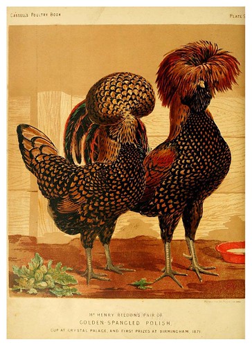 006--The illustrated book of poultry. With practical scheduals…1873-Lewis Wright