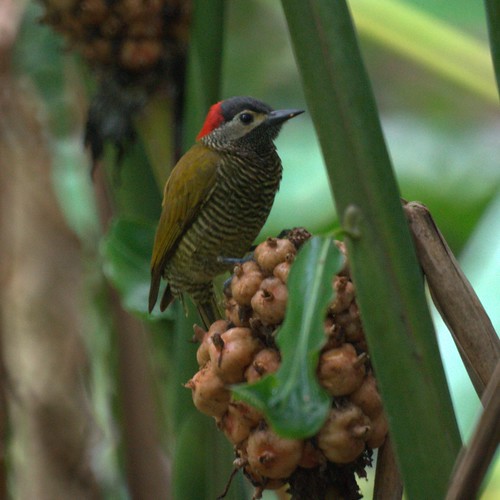 Golden-Olive Woodpecker