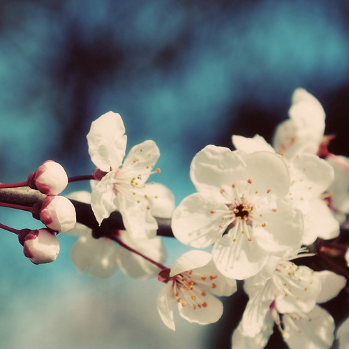Cherry Blossoms3