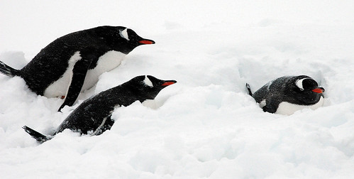 Gentoo penguins protecting themselves from a 40 knts blizzard wind. by Jo Sze