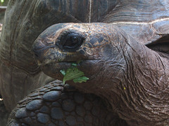 Giant Tortoise in Zanzibar