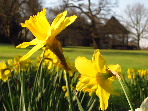 Daffodils in Golders Hill Park