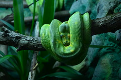 Green tree python takes a nap