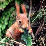 [[[red squirrel]]]