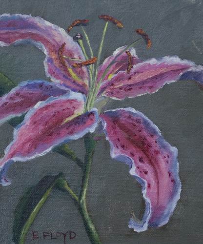 20110116 oriental lily 6x5