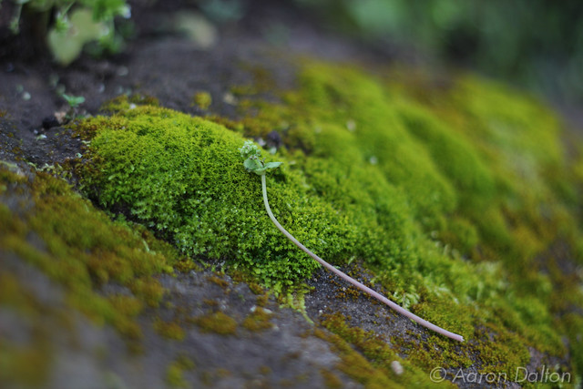 Tiny Moss Leaves