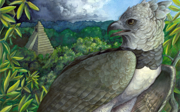 Harpy Eagle (Harpia harpyja) - JungleDragon