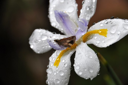 Butterfly on an iris flower in the rain