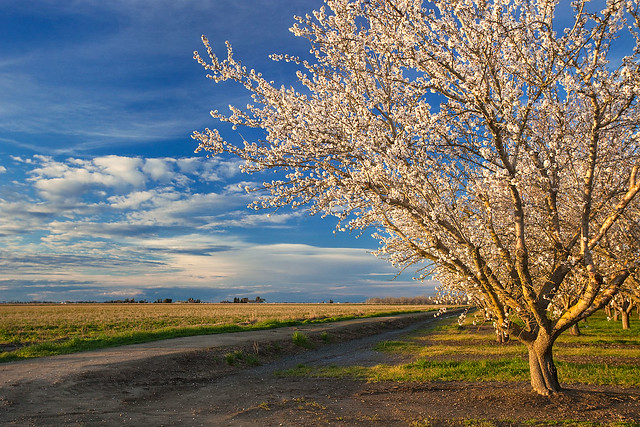 Almond Orchard at Sunset