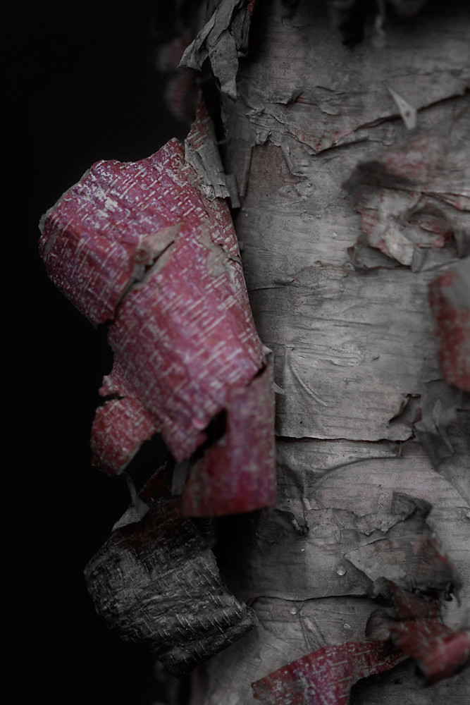 Color 5/31:  Birch Bark