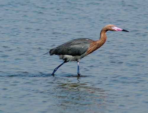 Reddish Egret fishing