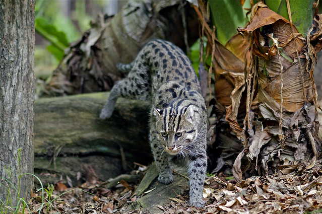 Fishing Cat (from Indonesia)