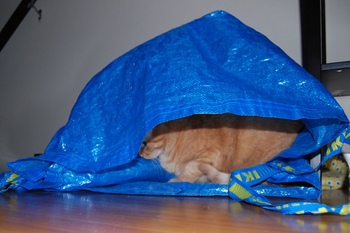 Butters and the Ikea bag