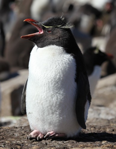Rockhopper Penguin on Saunders Island by Liam Q