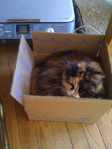 cat! in Box! by unglaubliche caitlin