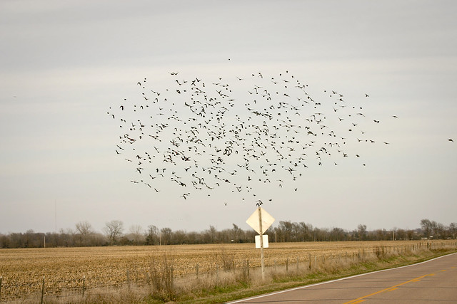2005 03 Adam Thede - Nebraska Sandhill Crane Migration