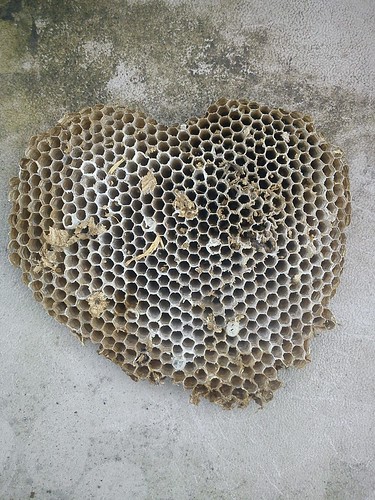 wasp nest heart