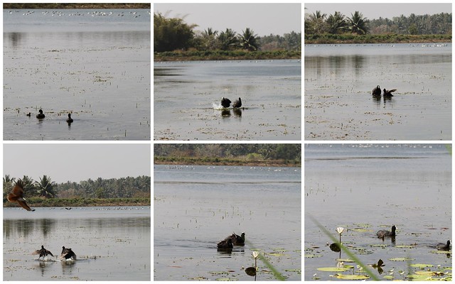 The Coot Fight with the Brahminy Kite