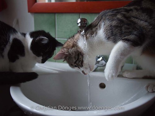 Zwei Katzen spielen im Waschbecken mit Wasser