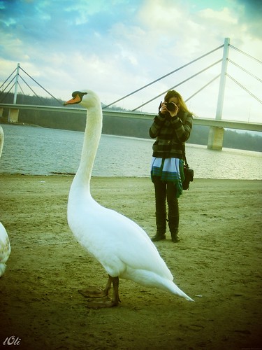 Swan and me