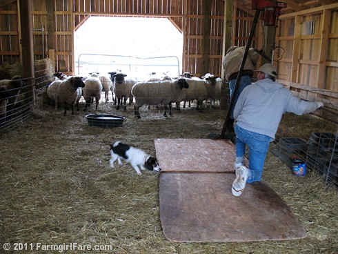 Bert on Sheep Shearing Day 9