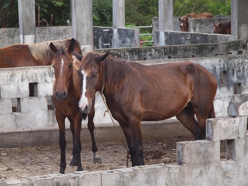These horses did look malnourished : (