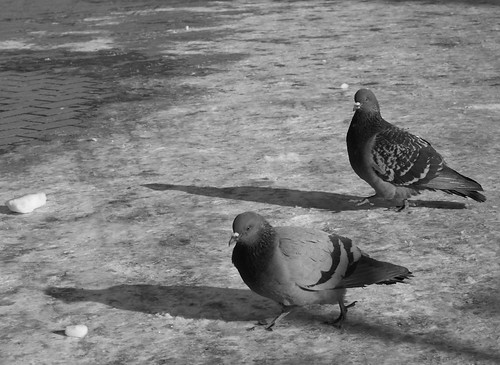 Pigeons ©  Sergey Rodovnichenko