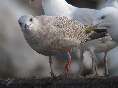 Herring Gull - RED [HC53] / white