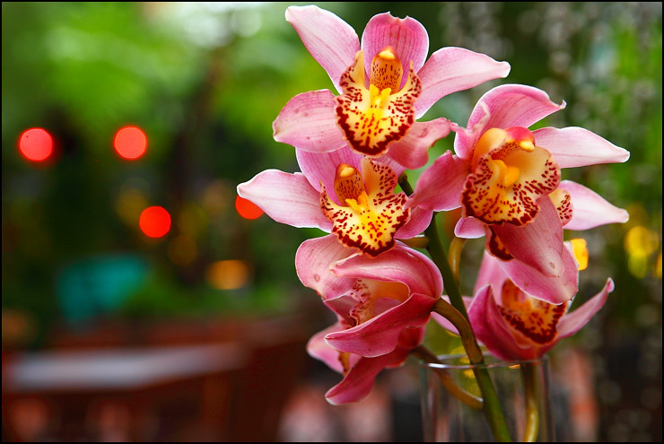 fresh-orchids
