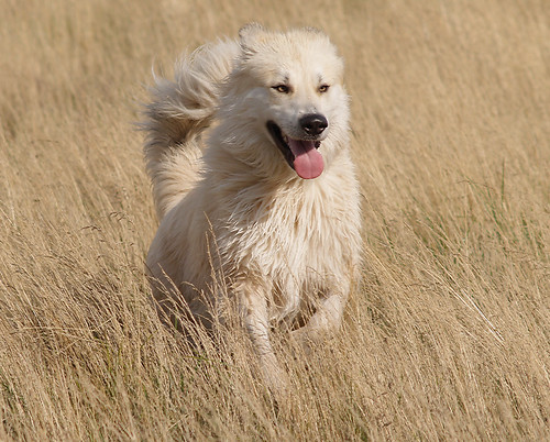 Polarhundmischling springt durchs Gras