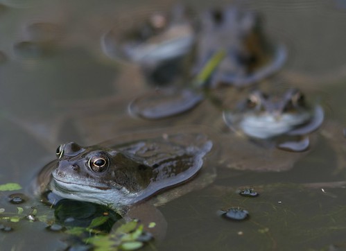 Common Frogs frolicking