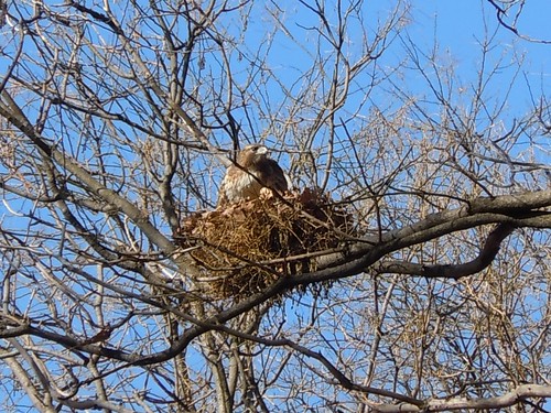 tompkins hawk on her half-built nest