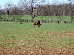 horse farm near Lexington, KY (by: Russ Glasson, creative commons license)