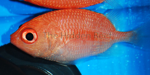 Cardinal Soldierfish Plectrypops retrospinis