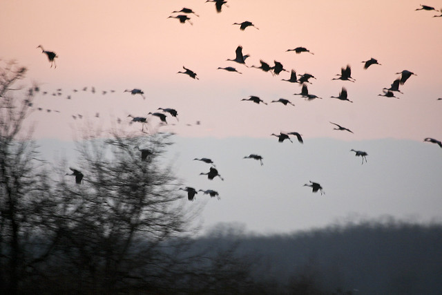 2005 03 Adam Thede - Nebraska Sandhill Crane Migration