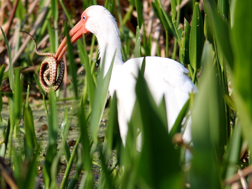 White Ibis with snake 20110220