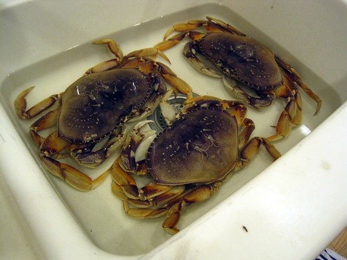 Live Crabs in the Kitchen Sink!