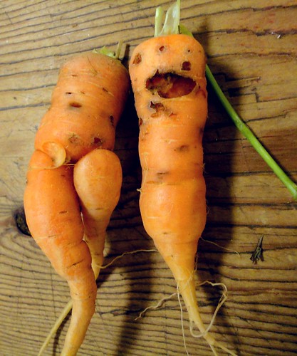 carrot couple