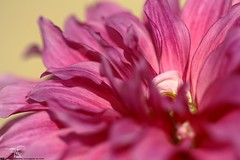 Florance by 5 9 5 0 3 6 [ * BuSY _ 100mm f2.8L Macro IS USM* ]