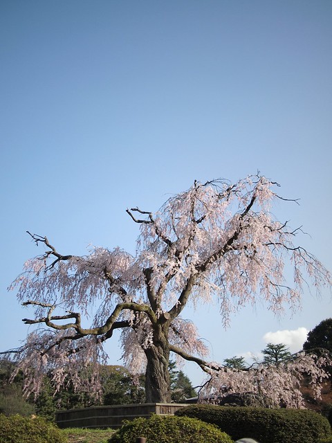 Sidare Sakura