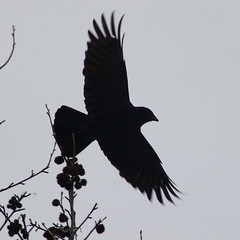 Flashy Crow