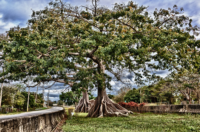 072/365 - March 13, 2011 - Ceiba Tree