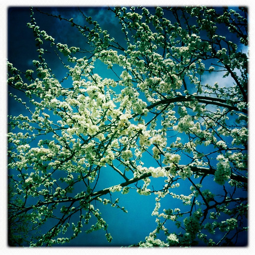 Our Plum tree is flowering