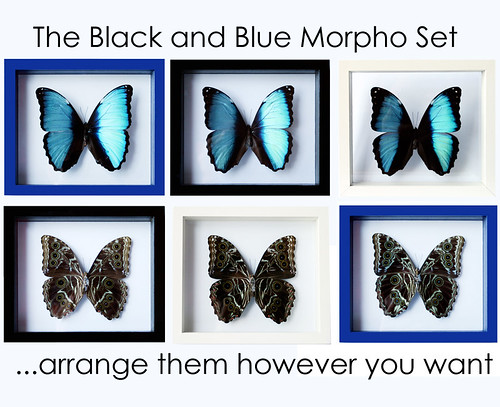 White, Black and Blue Morpho deidamia Framed Butterfly Set