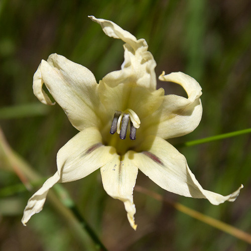Gladiolus Undulatus or Tristis
