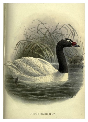 028-cisne de cuello negro-Argentine ornithology…1888- William Henry Hudson y Philip Lutley Sclater