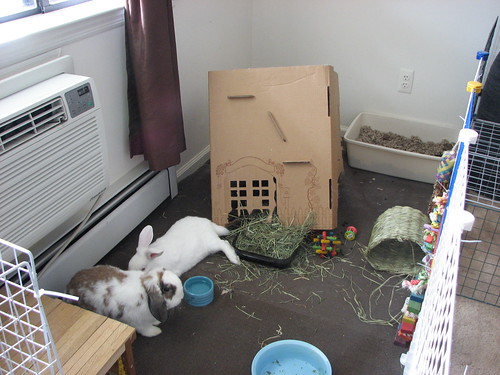 the cottontail cottage after a severe bunquake
