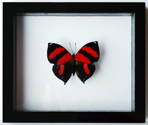 Exotic Valentine's Day Red Butterfly, the rare Anaea Siderone Marthesia