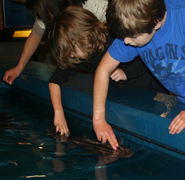 Newport Aquarium:  Susan, Seth, and Zack petting sharks